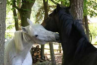 paarden krauwen elkaar als sociale bezigheid