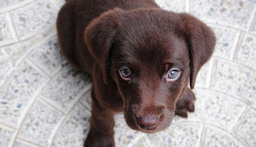 6 Tips voor een sociale, stabiele en zelfverzekerde pup