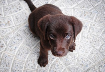 6 Tips voor een sociale, stabiele en zelfverzekerde pup
