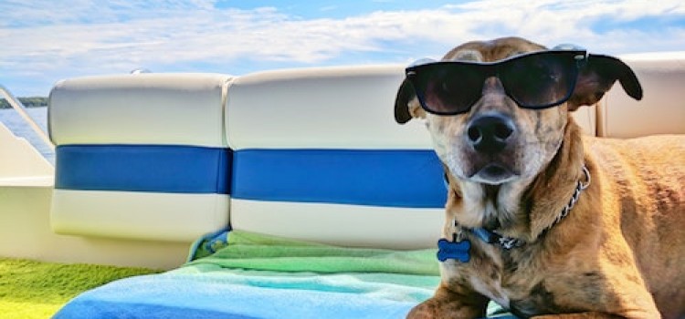 Tips en Bachbloesems voor vakantiestress bij honden